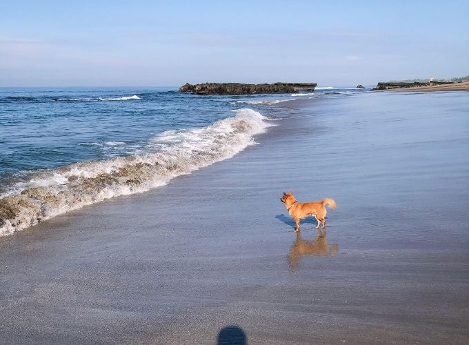 Dog at Beach