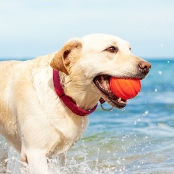 decor image on Santa Monica Pet Medical Center
