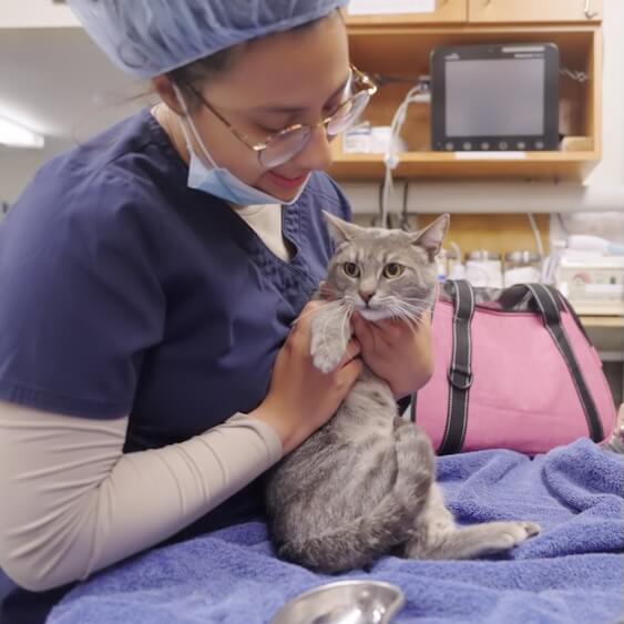 Santa Monica Pet Medical Center preventative care