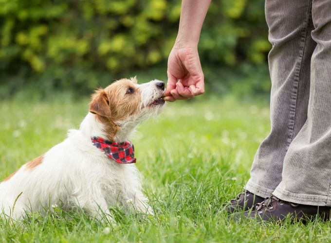 Dog Eating Treat