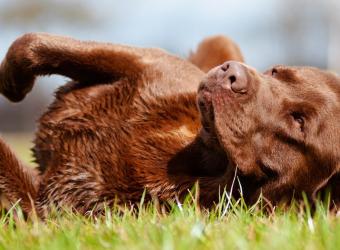 Flea and Tick Prevention: The Best Ways to Keep Your Dog Safe and Comfortable