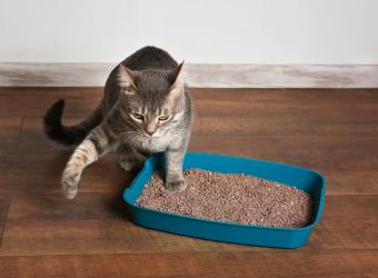 Litter Box Rules: Setting Your Cat Up for Success