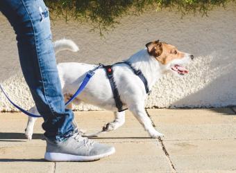 Helpful Tips for Exercising With Your Pets