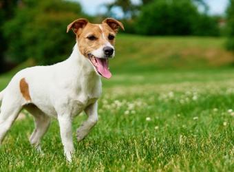 Is it Too Late to Spay or Neuter My Dog?