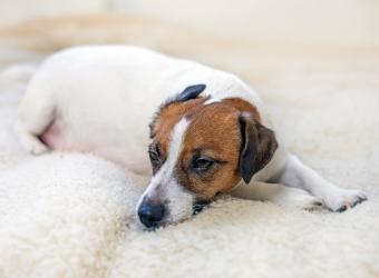 Top Tips on How to Care for Senior Pets